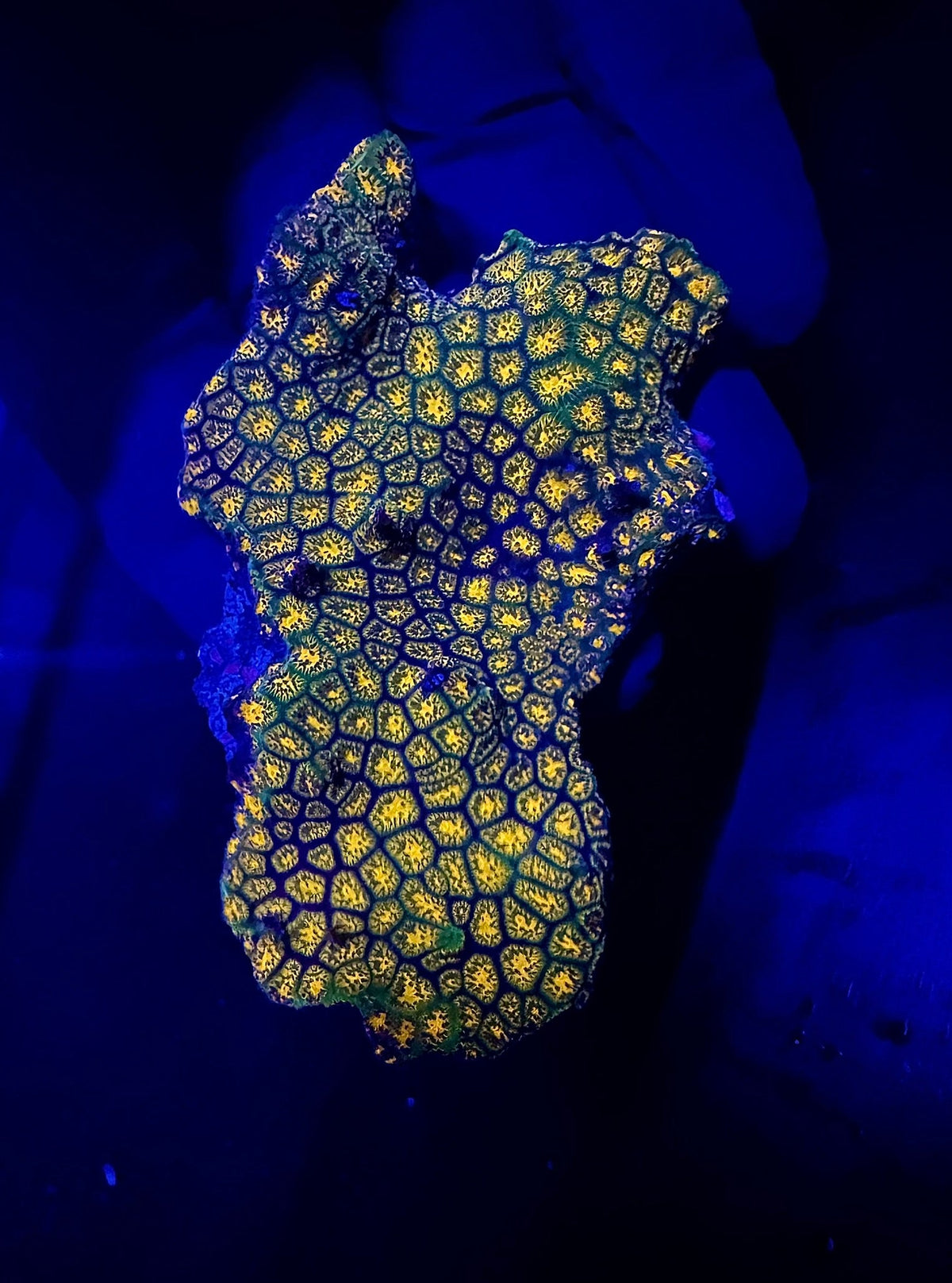 SPS