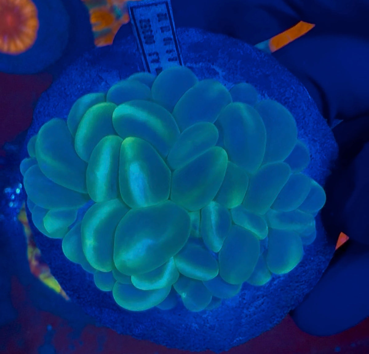 Bubble Coral Toxic Holographic