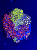 Zoa Garden