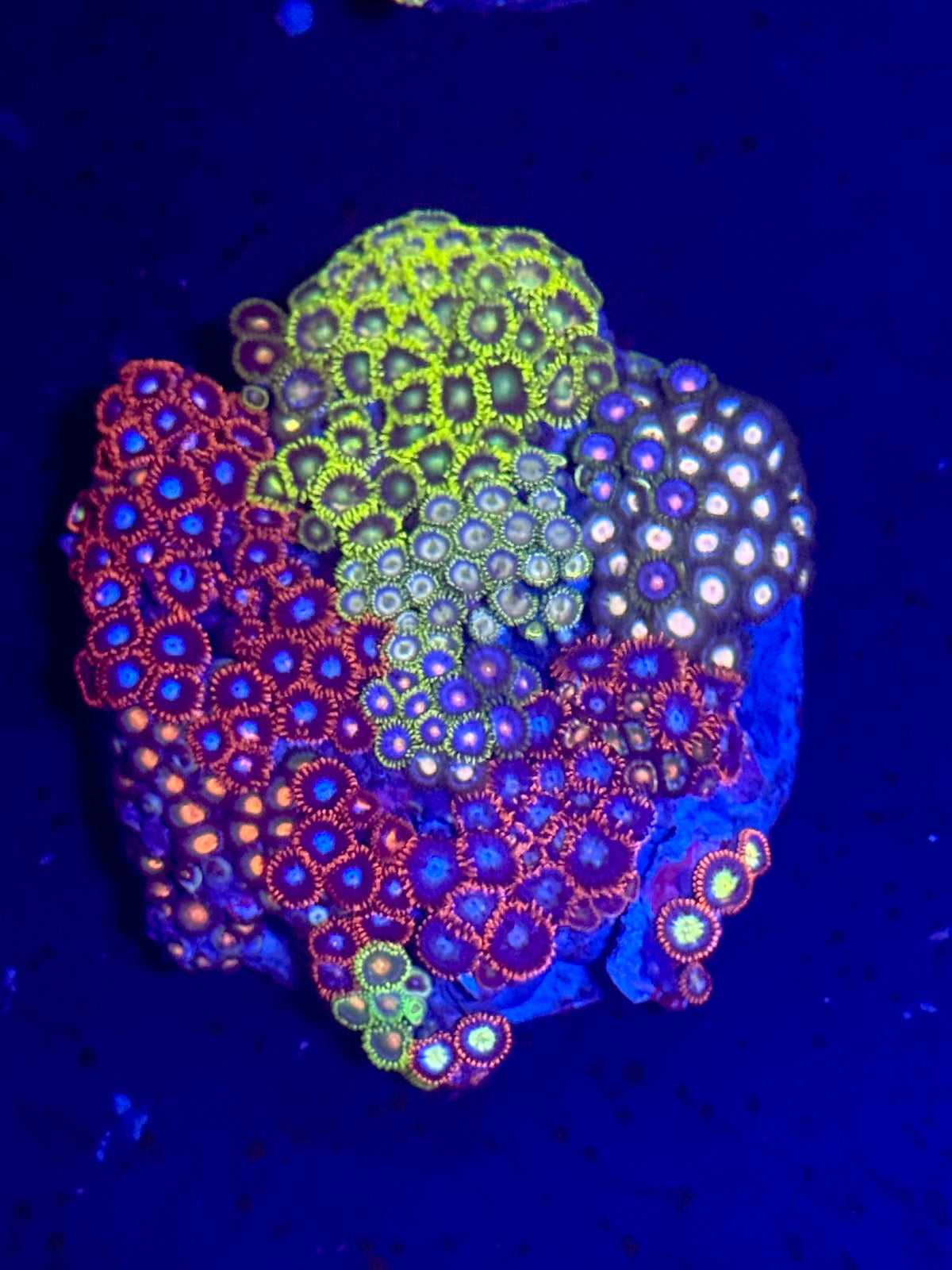 Zoa Garden