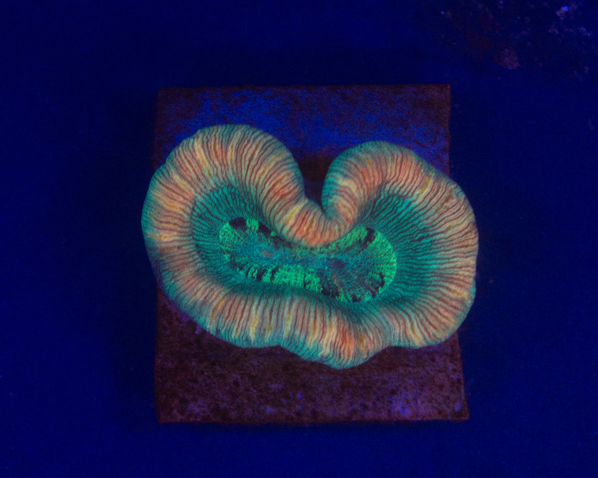 Cherry Trachyphyllia