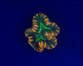 Rainbow Trachyphyllia
