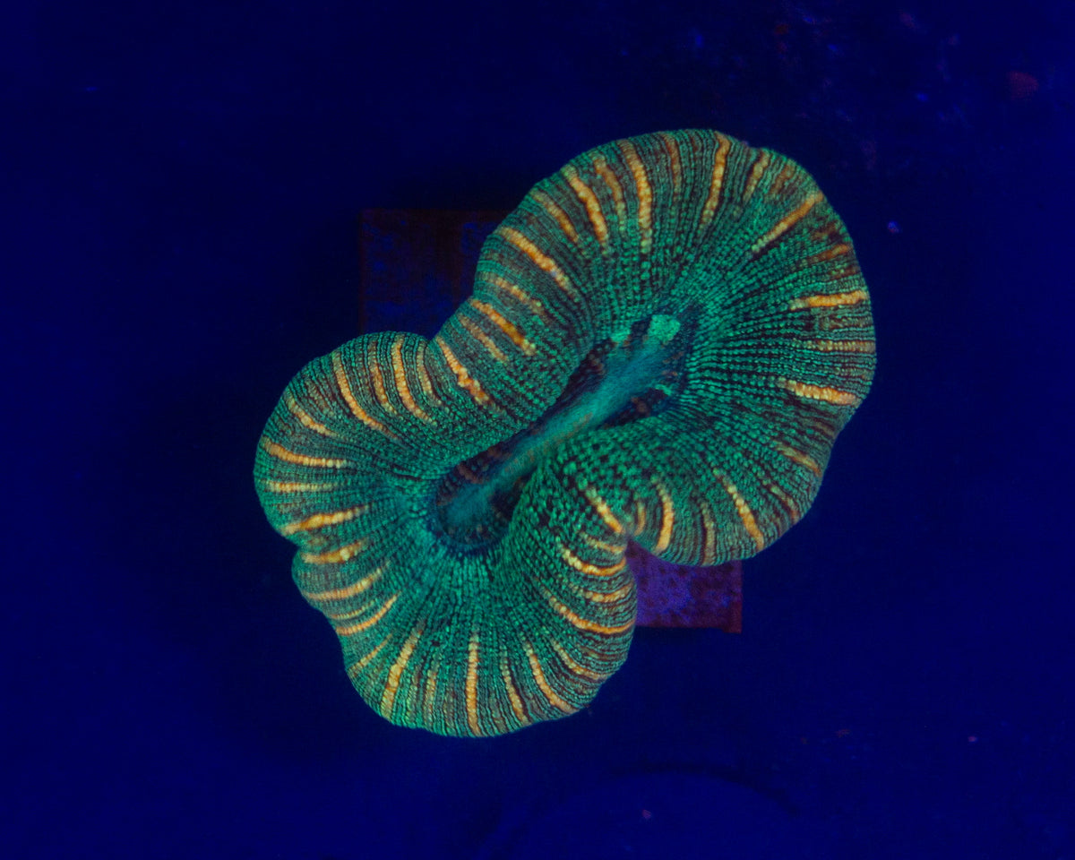Orange strip Autralian Trachyphyllia