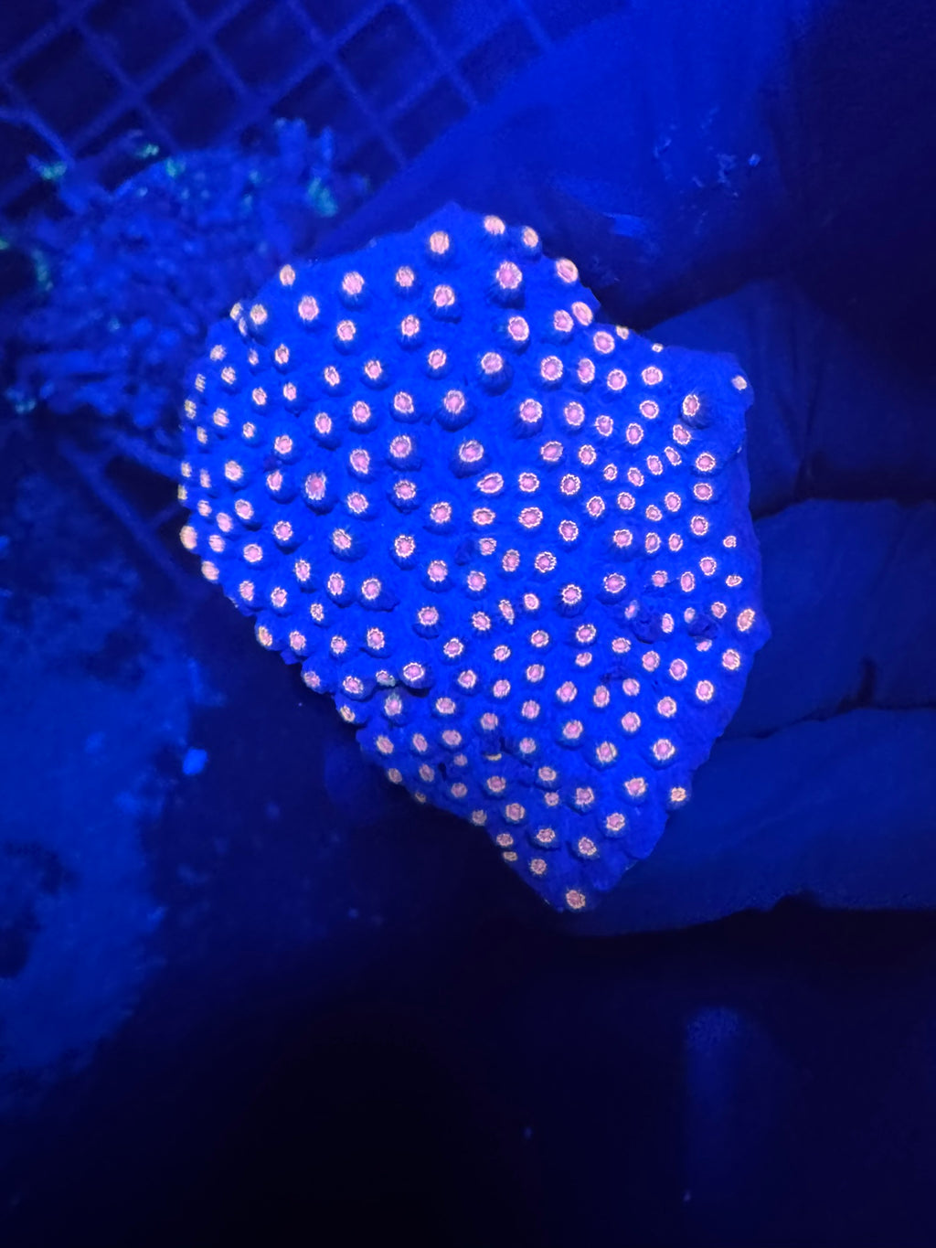 Cyphastrea