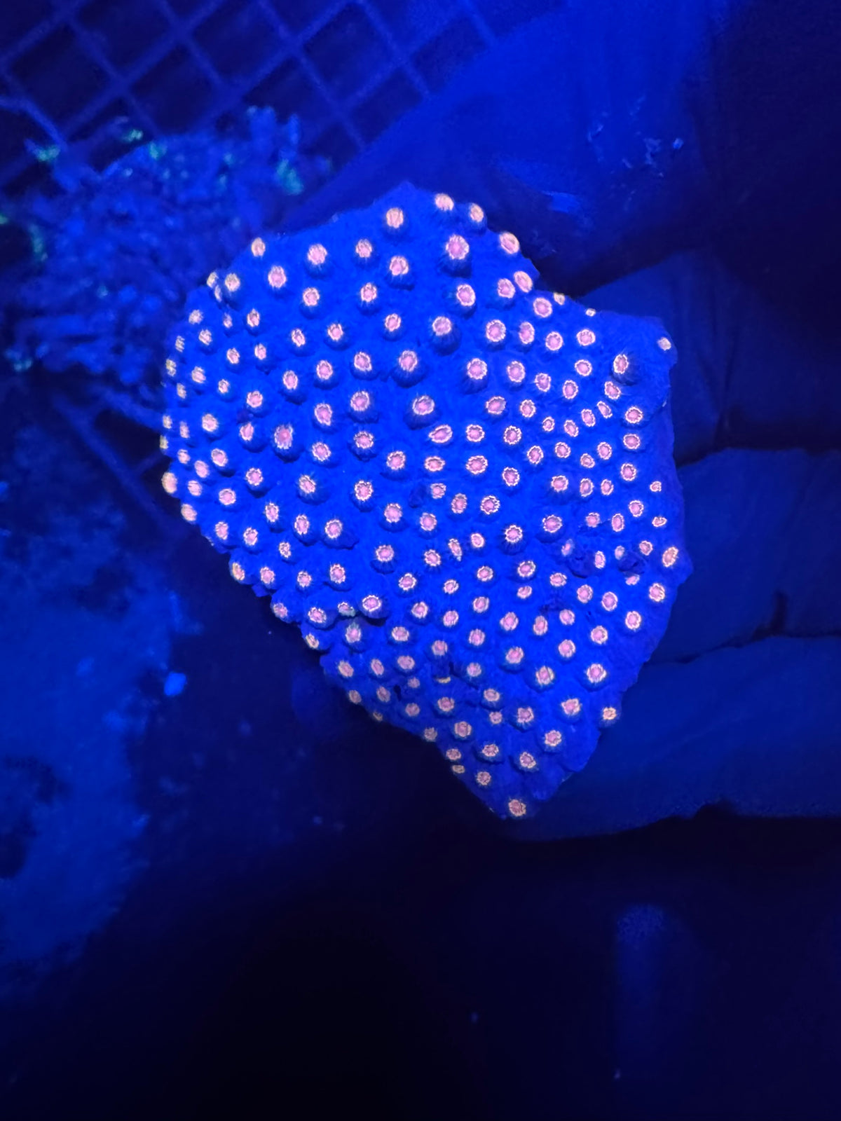 Cyphastrea
