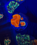 Mega Acan