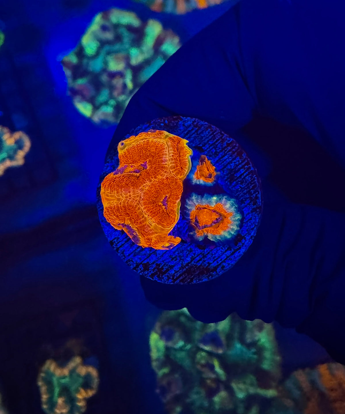 Mega Acan