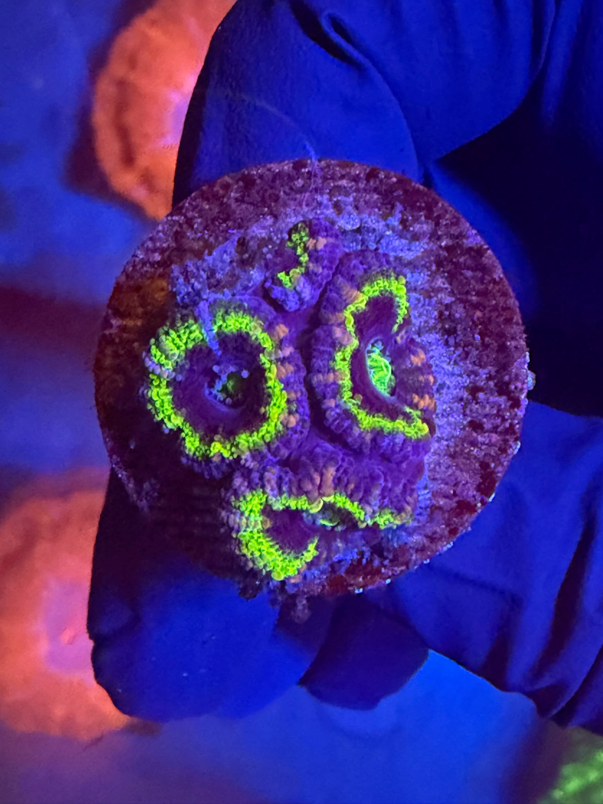 Aussie Aquacultured Acan Master UFO