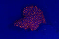 Cyphastrea
