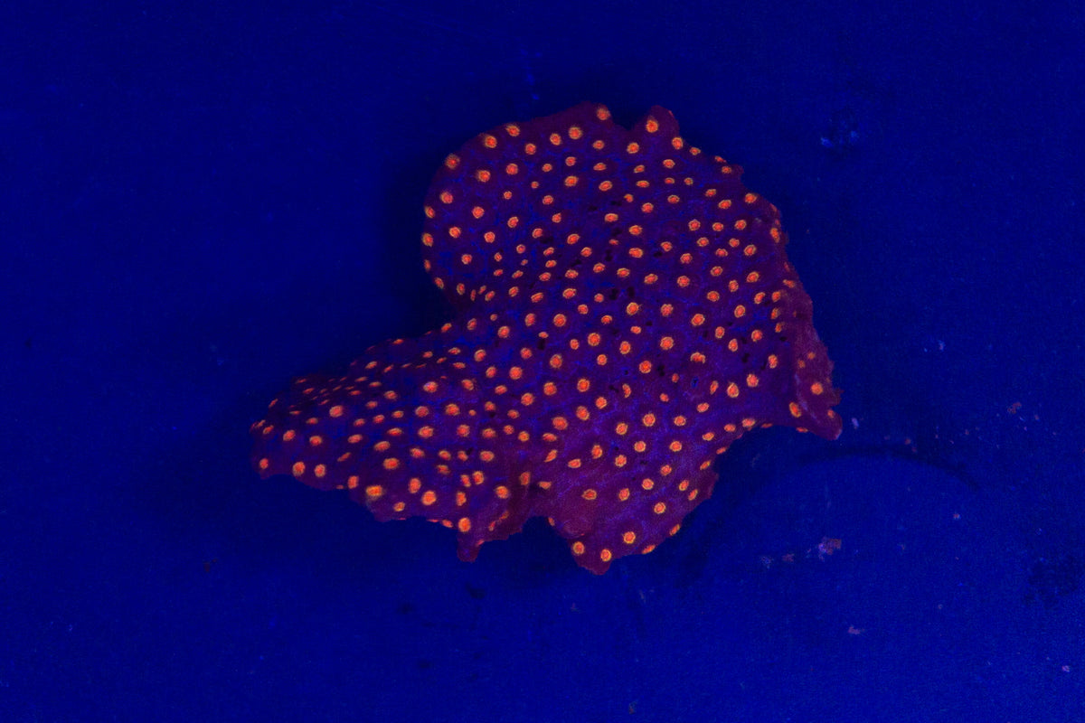 Cyphastrea