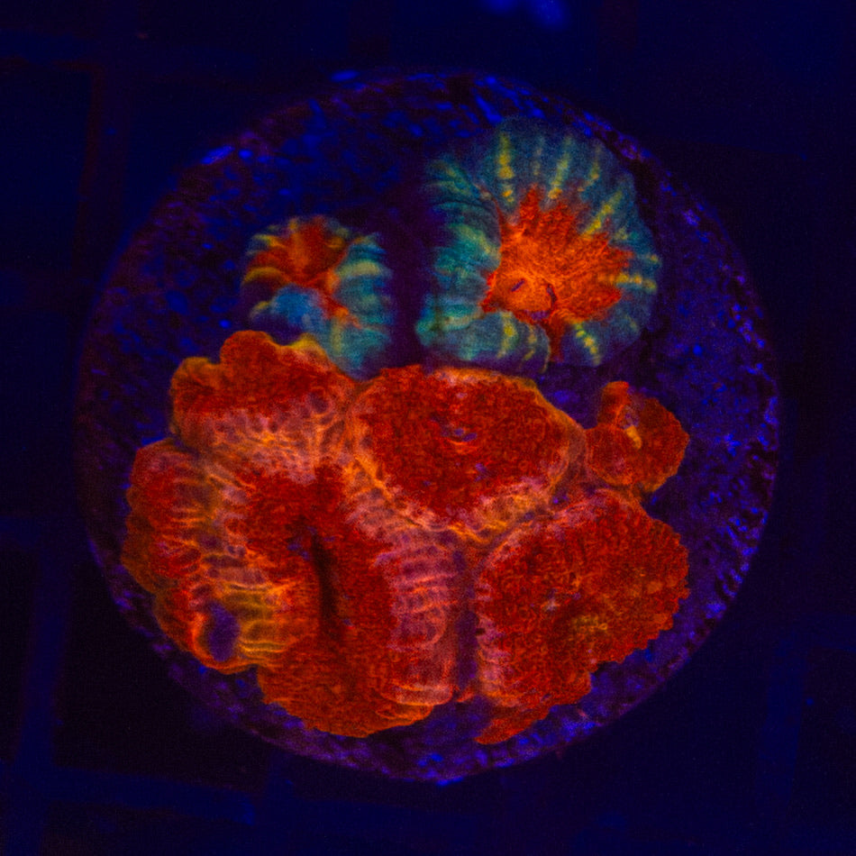 Mega Acan